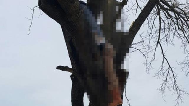 Ağacın Üstünde Tüyleri Diken Diken Eden Gelişme