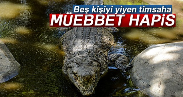 Beş kişiyi yiyen timsaha ömür boyu hapis cezası