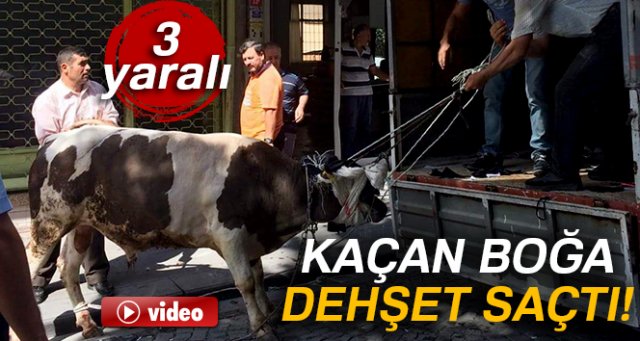 İstanbul’da kaçan boğa dehşet saçtı: 3 yaralı