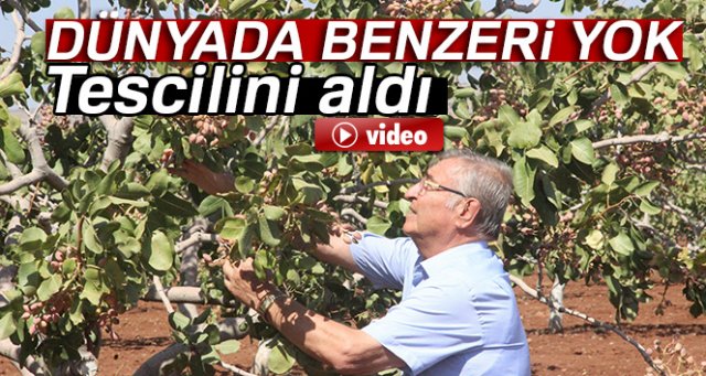 Kilis’te dünyada benzeri olmayan fıstık üretildi