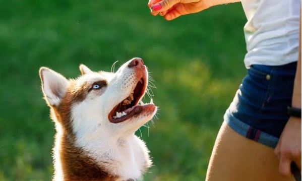 Köpekler Hakkında Bilinen Yanlışlar! Havlayan Köpek Isırmaz mı?