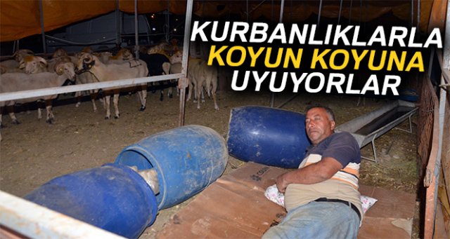 Kurbanlıklarla koyun koyuna uyuyorlar