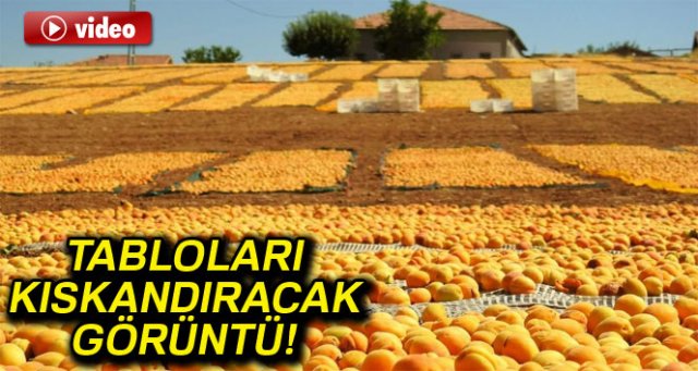 Malatya sarıya boyandı